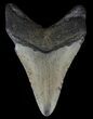 Megalodon Tooth - North Carolina #67121-1